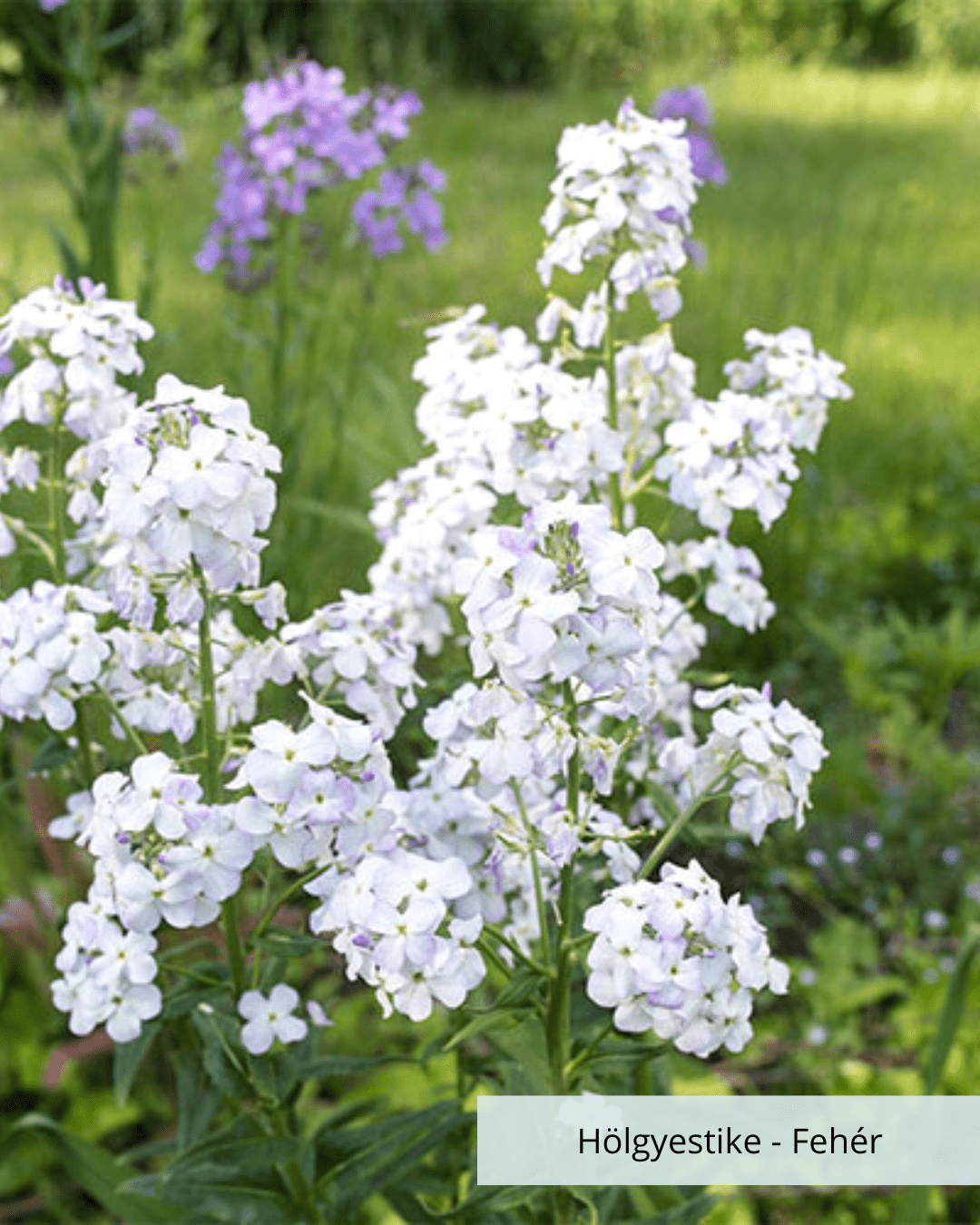 Hölgyestike – Hesperis Matronalis, White – Vágott virágok