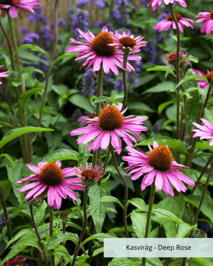 Kasvirág - Echinacea Purpurea Primadonna Deep Rose