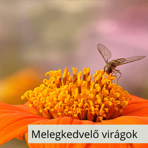 Melegkedvelő virágok