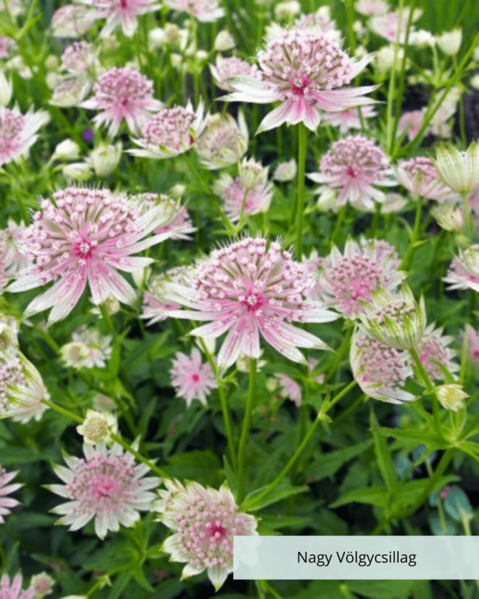 Nagy Völgycsillag - Astrantia Major