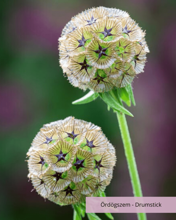 Ördögszem - Scabiosa Stellata Drumstick