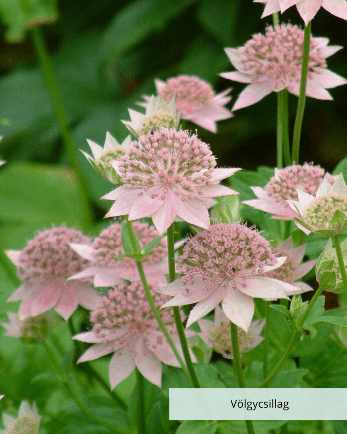 Völgycsillag - Astrantia Maxima