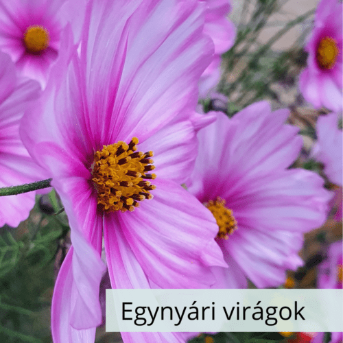 Egynyári virágok