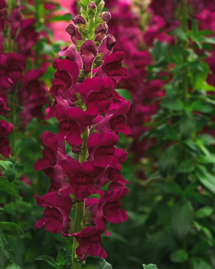 Tátika - Antirrhinum Majus Potomac Crimson - Image 2