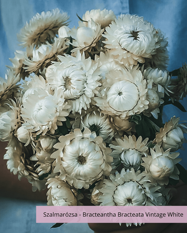 Szalmarózsa - Bracteantha Bracteata Vintage White