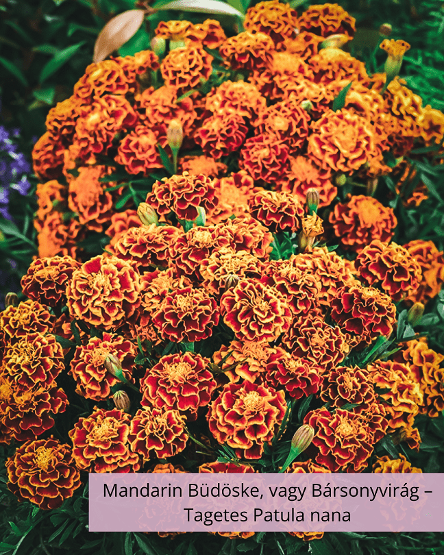 Mandarin Büdöske, vagy Bársonyvirág – Tagetes Patula nana - Image 2