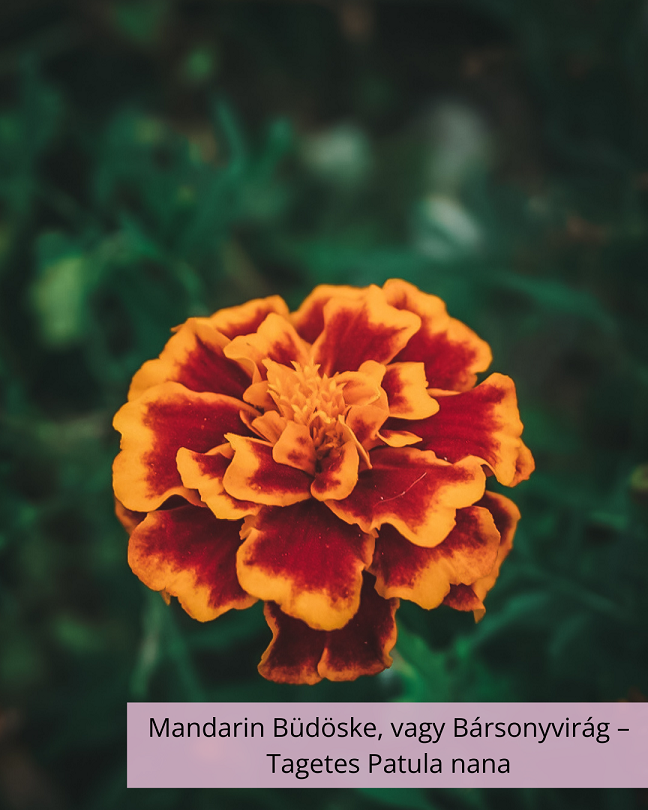 Mandarin Büdöske, vagy Bársonyvirág – Tagetes Patula nana
