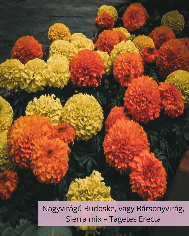 Nagyvirágú Büdöske, vagy Bársonyvirág – Tagetes Erecta, Sierra mix