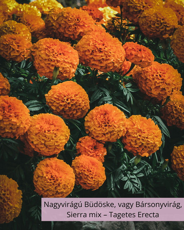 Nagyvirágú Büdöske, vagy Bársonyvirág – Tagetes Erecta, Sierra mix - Image 2