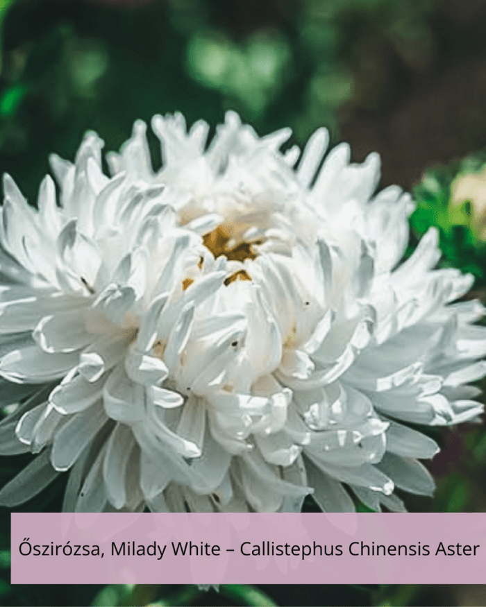 Őszirózsa– Callistephus Chinensis Aster, Milady White