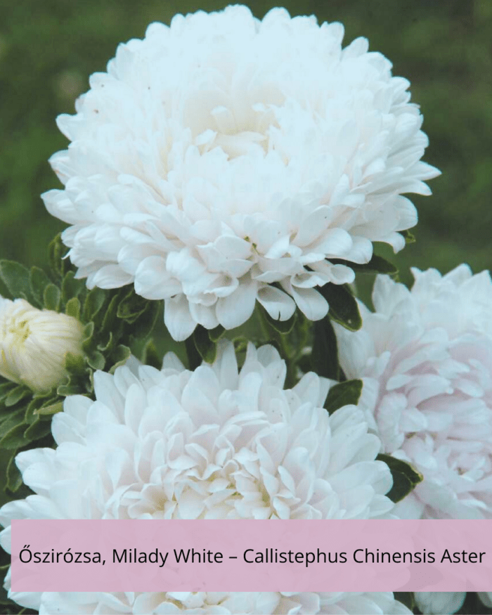 Őszirózsa– Callistephus Chinensis Aster, Milady White - Image 2