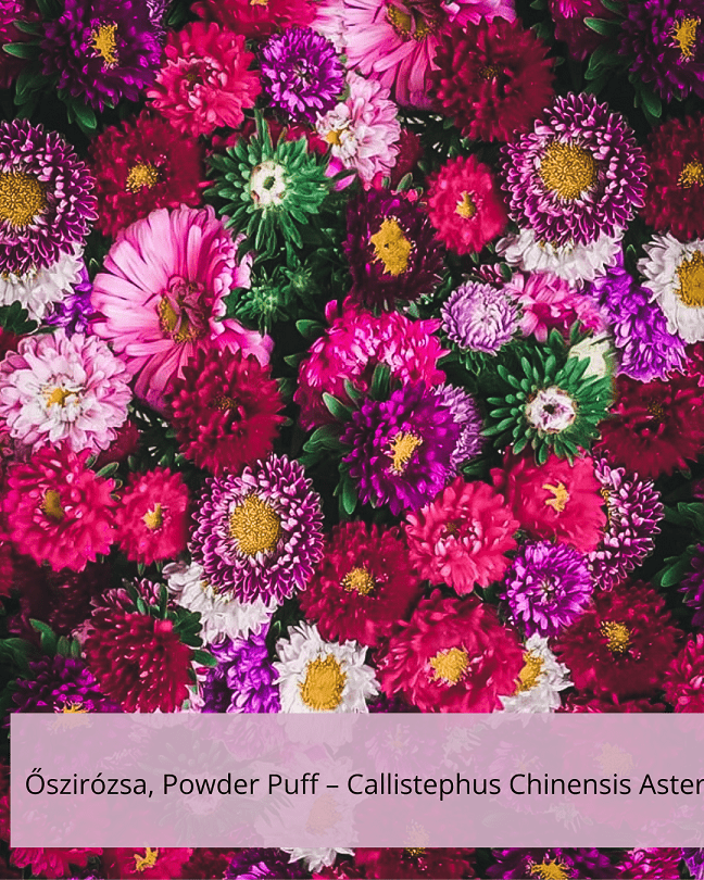 Őszirózsa, Powder Puff – Callistephus Chinensis Aster - Image 2
