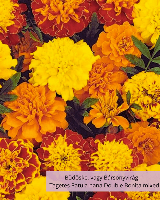 Büdöske, vagy Bársonyvirág – Tagetes Patula nana Double Bonita mixed - Image 2