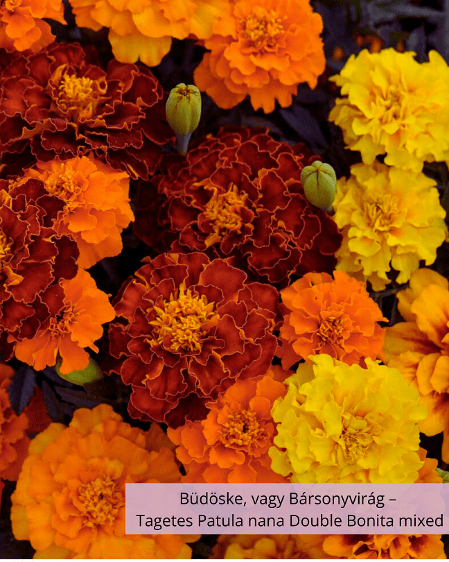 Büdöske, vagy Bársonyvirág – Tagetes Patula nana Double Bonita mixed