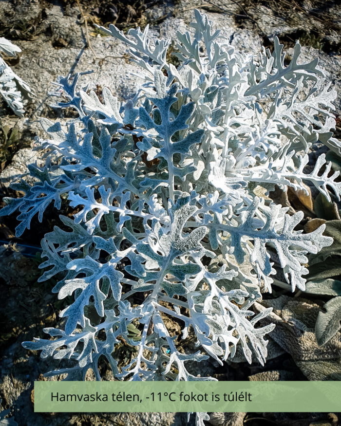 Hamvaska – Cineraria (Senecio) maritima, Quicksilver - Image 3