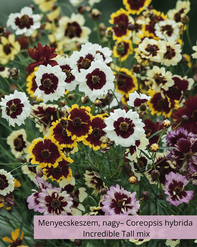 Menyecskeszem, nagy– Coreopsis hybrida Incredible Tall mix - Image 2