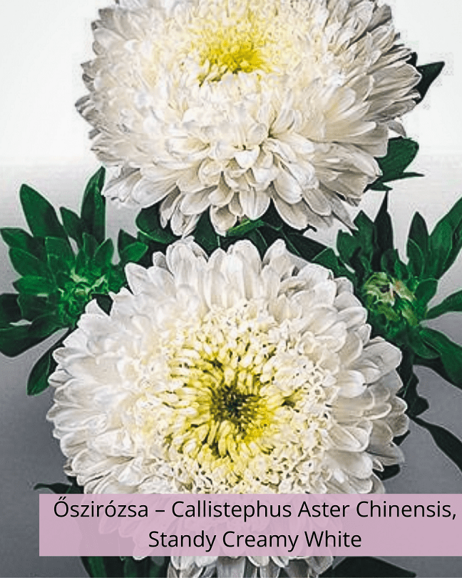 Őszirózsa – Callistephus Aster Chinensis, Standy Creamy White - Image 2