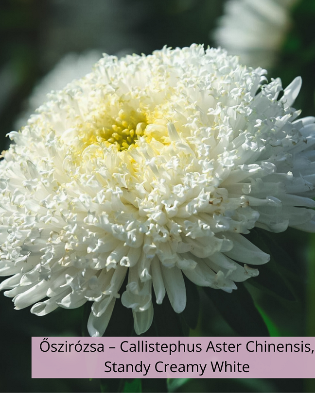 Őszirózsa – Callistephus Aster Chinensis, Standy Creamy White