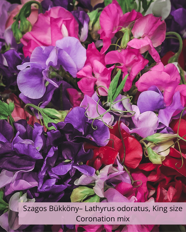 Szagos Bükköny– Lathyrus odoratus, King size Coronation mix