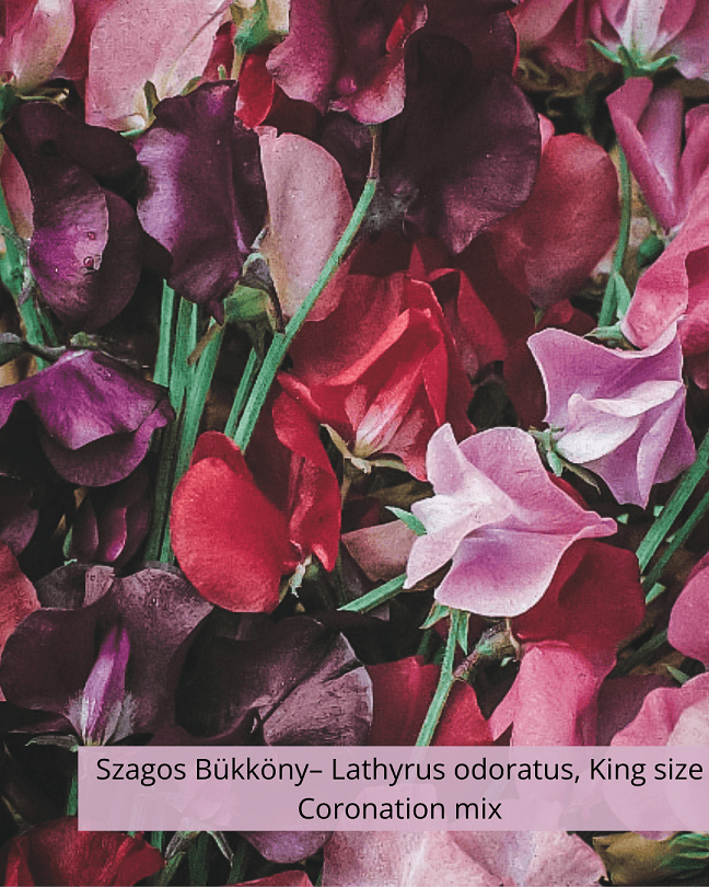 Szagos Bükköny– Lathyrus odoratus, King size Coronation mix - Image 2