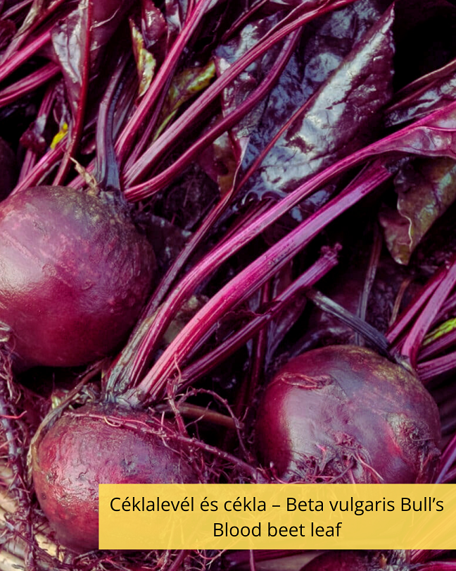 Céklalevél és cékla – Beta vulgaris Bull’s Blood beet leaf - Image 2