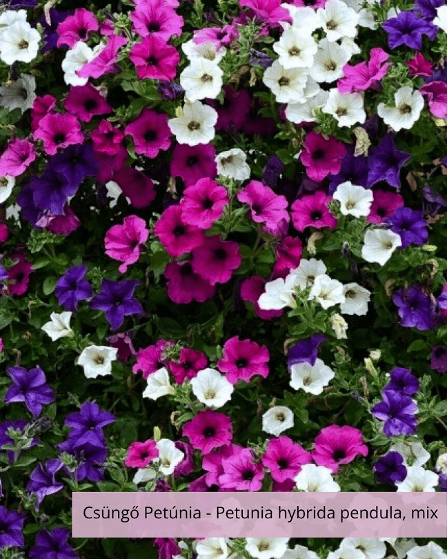 Csüngő Petúnia – Petunia hybrida pendula, mix – Vágott virágok