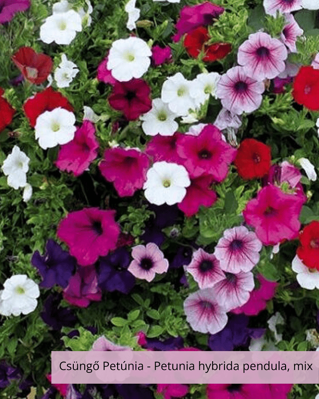 Csüngő Petúnia – Petunia hybrida pendula, mix – Vágott virágok