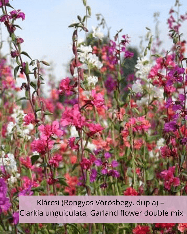 Klárcsi (Rongyos Vörösbegy, dupla) – Clarkia unguiculata, Garland flower double mix - Image 2
