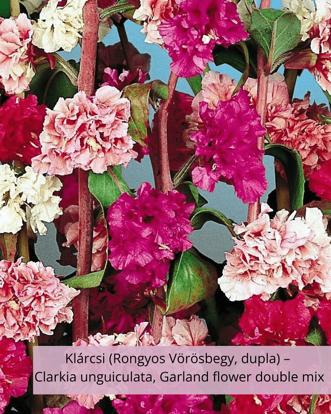 Klárcsi (Rongyos Vörösbegy, dupla) – Clarkia unguiculata, Garland flower double mix