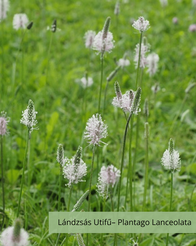 Lándzsás Utifű  – Plantago Lanceolata - Image 2