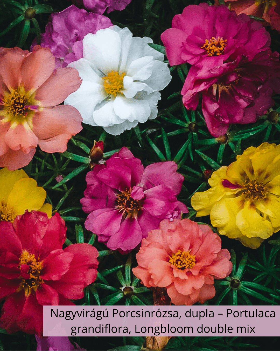 Nagyvirágú Porcsinrózsa, dupla – Portulaca grandiflora, Longbloom double mix