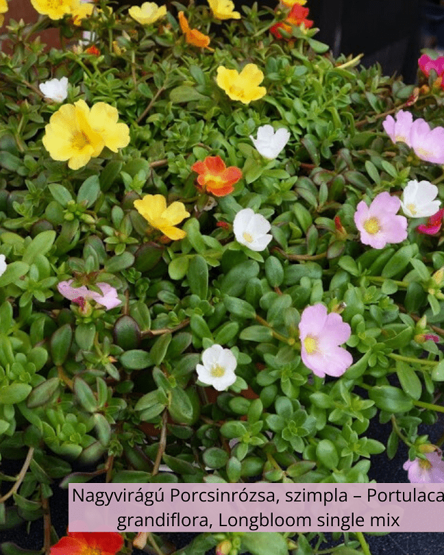 Nagyvirágú Porcsinrózsa, szimpla – Portulaca grandiflora, Longbloom single mix