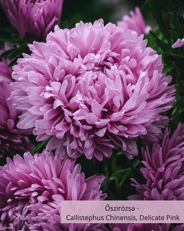 Őszirózsa - Callistephus Chinensis, Delicate Pink - Image 2