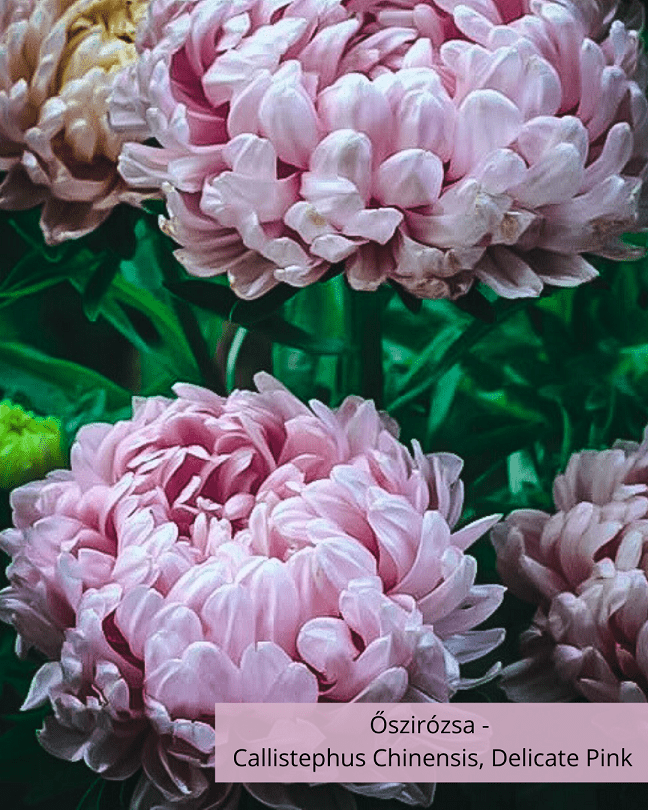 Őszirózsa - Callistephus Chinensis, Delicate Pink