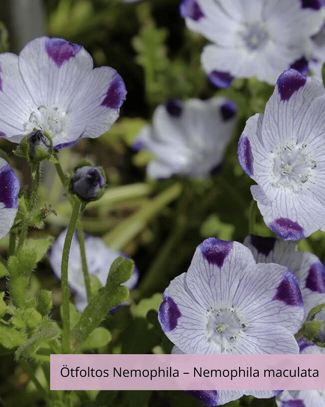 Ötfoltos Nemophila – Nemophila maculata, Five Spots – Vágott virágok