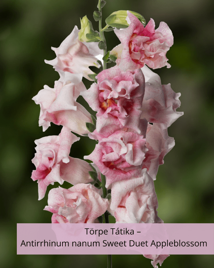 Törpe Tátika – Antirrhinum nanum Sweet Duet Appleblossom