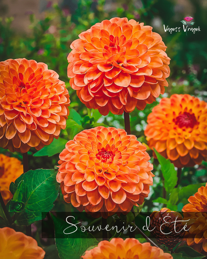 Dália - Souvenir d'Été - Image 2