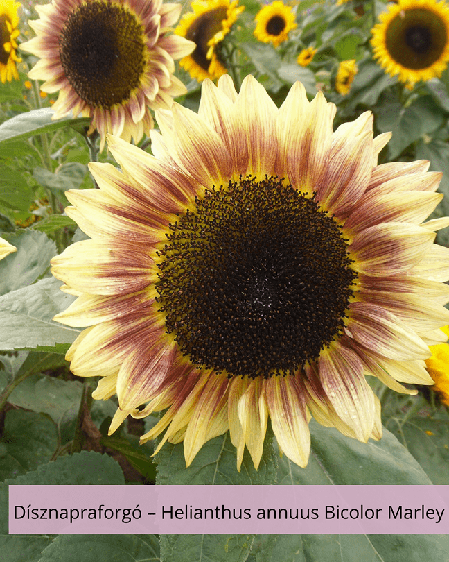 Dísznapraforgó – Helianthus annuus Bicolor Marley
