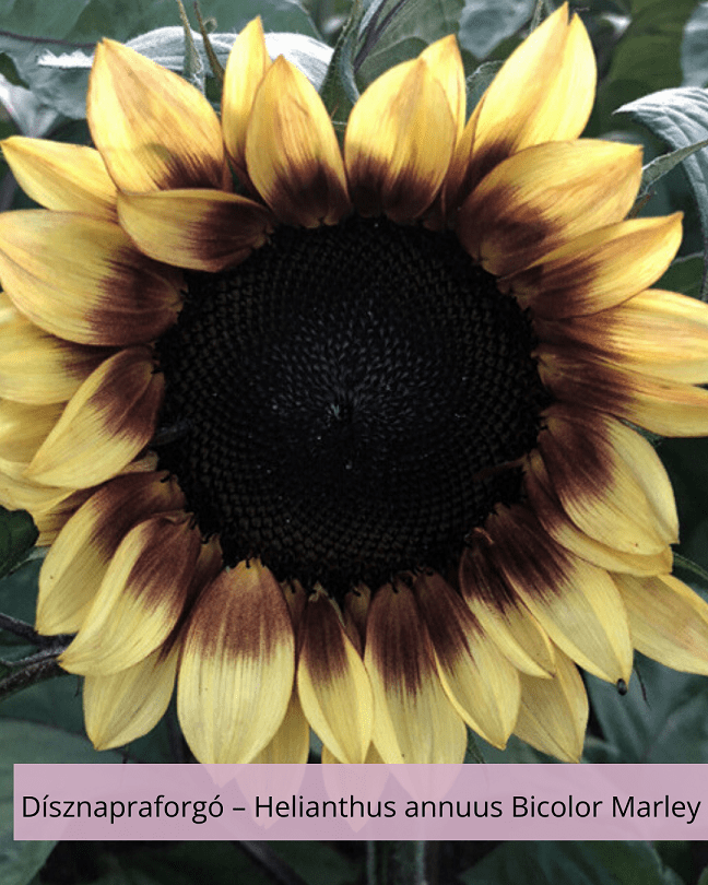 Dísznapraforgó – Helianthus annuus Bicolor Marley - Image 2