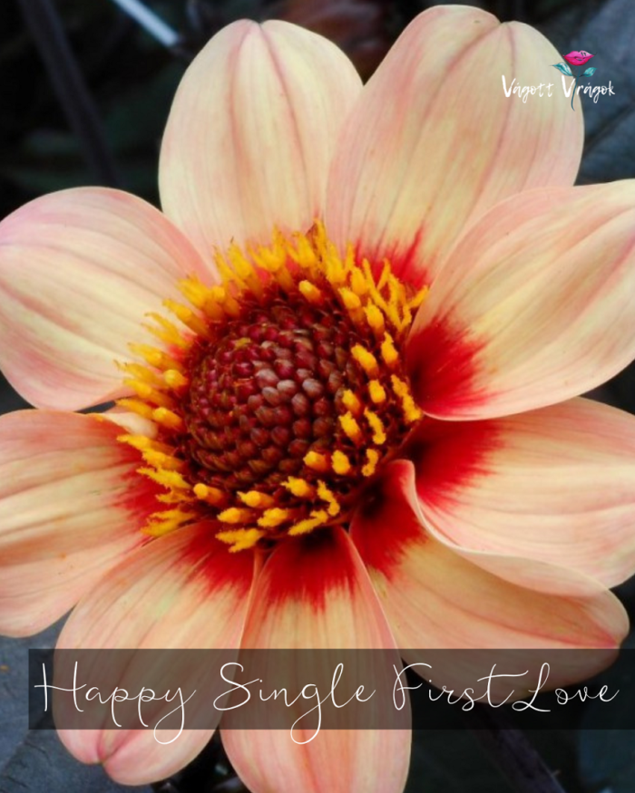 Dália - Happy Single First Love - Image 2