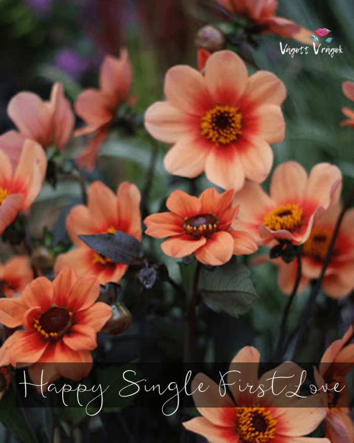 Dália - Happy Single First Love
