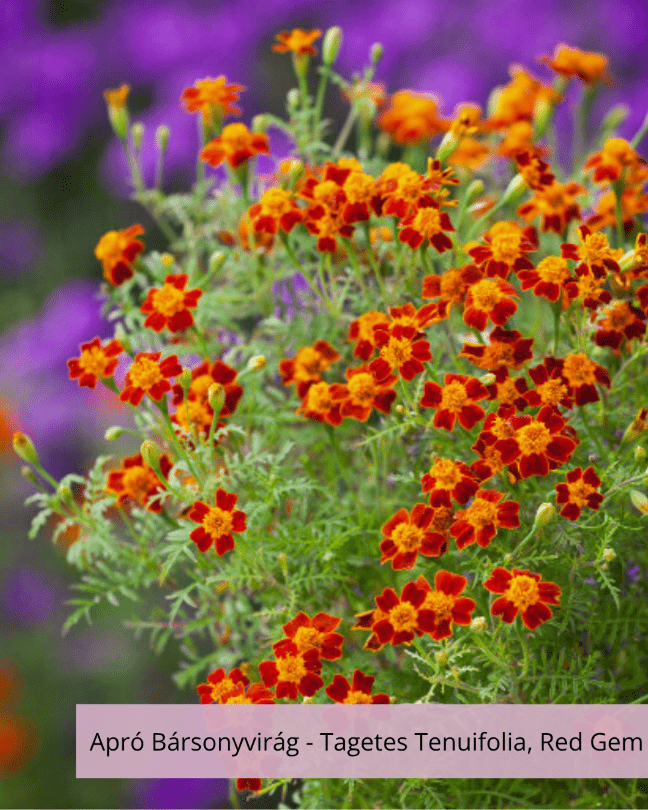 Apró Bársonyvirág, vagy Büdöske - Tagetes Tenuifolia, Red Gem - Image 2