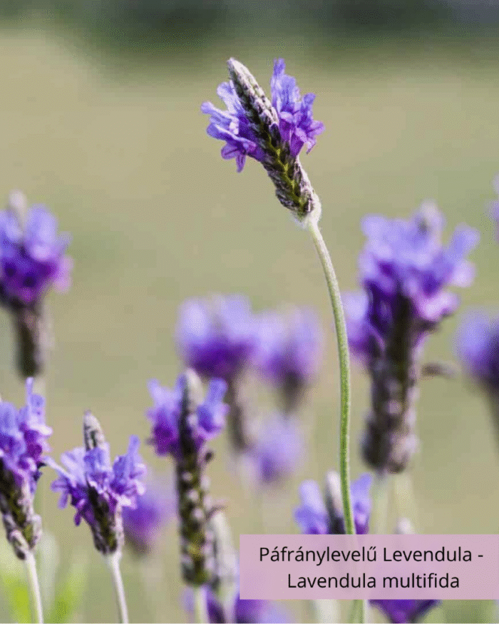 Páfránylevelű Levendula -  Lavendula multifida