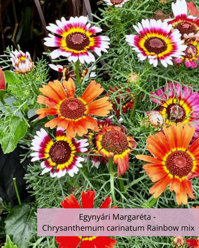 Egynyári Margaréta - Chrysanthemum carinatum Rainbow mix