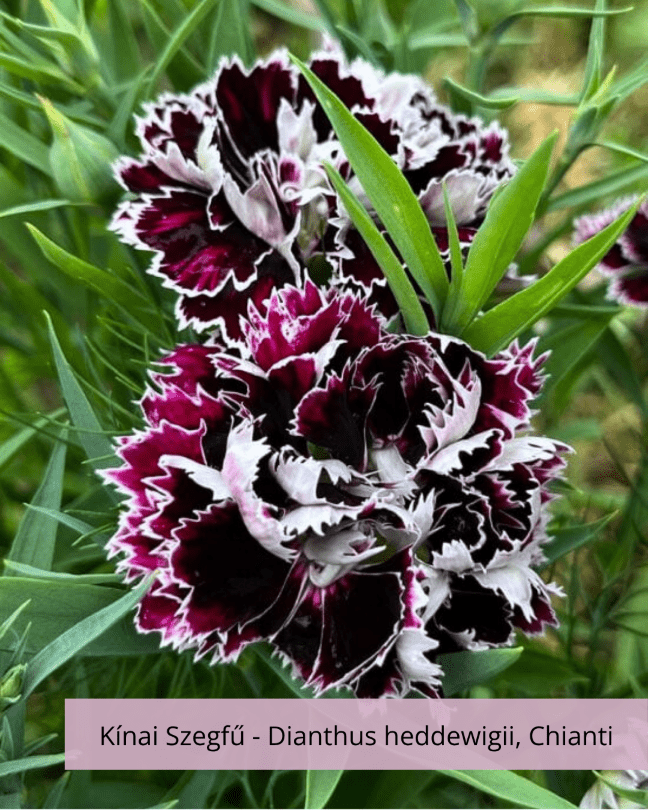 Kínai Szegfű - Dianthus heddewigii, Chianti