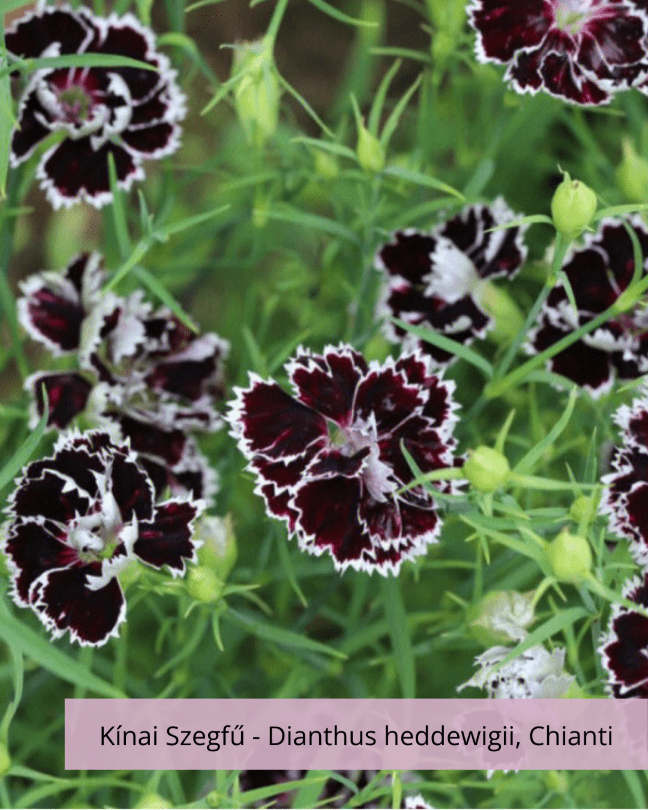 Kínai Szegfű - Dianthus heddewigii, Chianti - Image 2