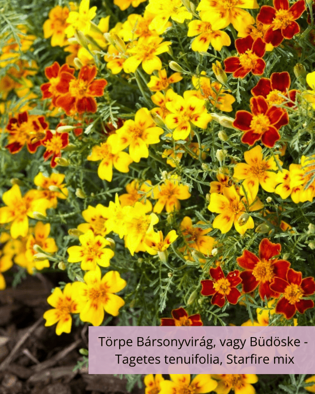 Törpe Bársonyvirág, vagy Büdöske -  Tagetes tenuifolia, Starfire mix