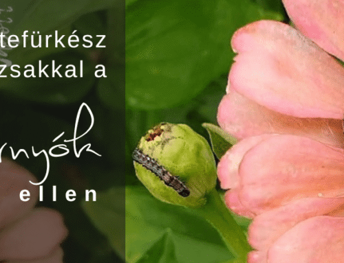 Petefürkész darazsakkal a hernyók ellen